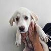 adoptable Dog in Rancho Santa Fe, CA named Catelyn Bark