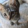 adoptable Cat in Rancho Santa Fe, CA named Belle