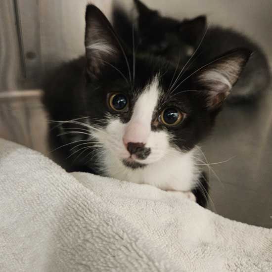 adoptable Cat in Rancho Santa Fe, CA named Truffles