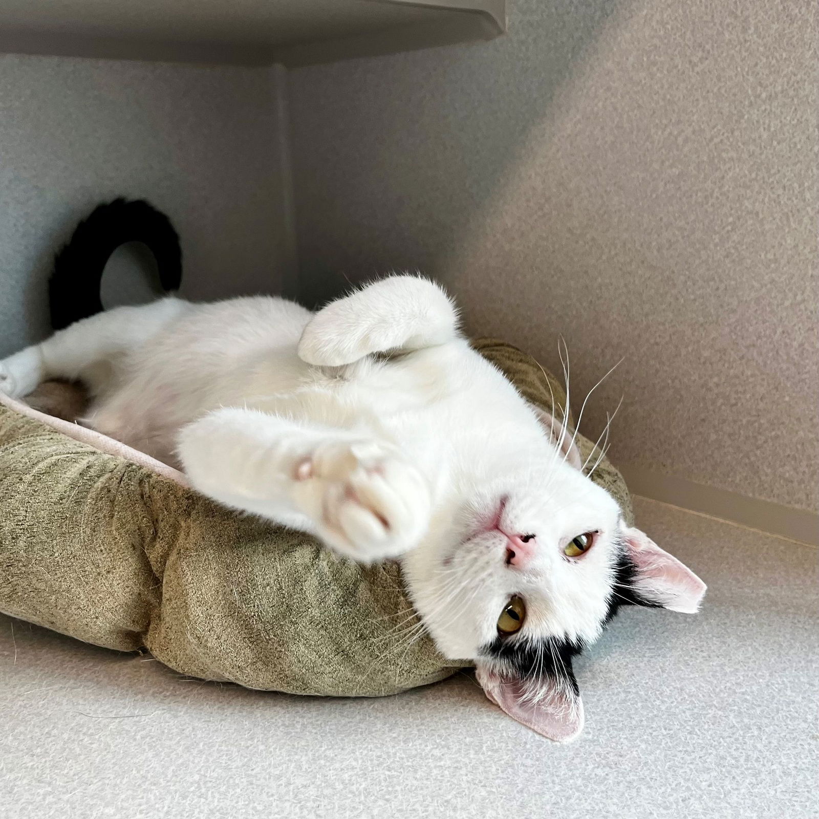 adoptable Cat in Rancho Santa Fe, CA named Star