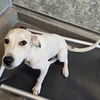 adoptable Dog in Rancho Santa Fe, CA named Kate