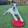 adoptable Dog in Rancho Santa Fe, CA named Harvey