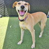 adoptable Dog in Rancho Santa Fe, CA named Donner