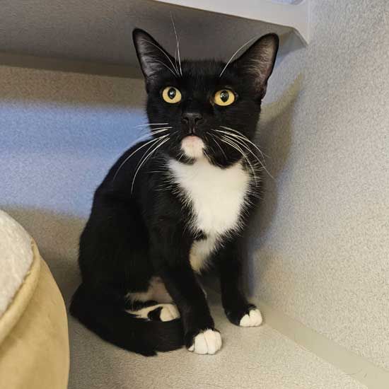 adoptable Cat in Rancho Santa Fe, CA named Shasta