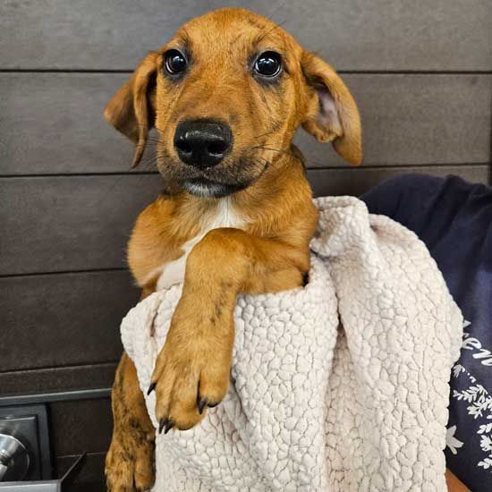 adoptable Dog in Rancho Santa Fe, CA named Pluto