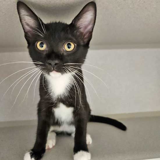 adoptable Cat in Rancho Santa Fe, CA named Indiana