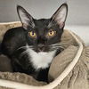 adoptable Cat in Rancho Santa Fe, CA named Jones