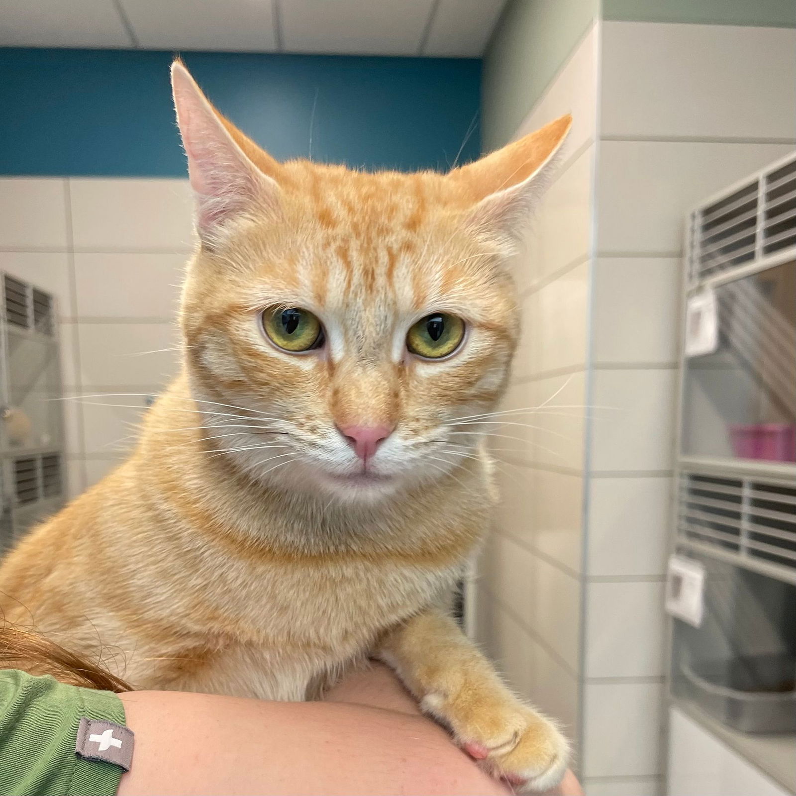 adoptable Cat in Rancho Santa Fe, CA named Poppy