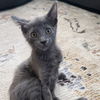 adoptable Cat in Rancho Santa Fe, CA named Lint