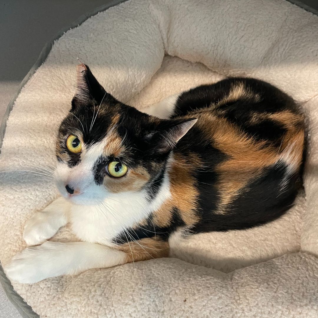 adoptable Cat in Rancho Santa Fe, CA named Calli