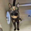 adoptable Cat in Rancho Santa Fe, CA named Jane