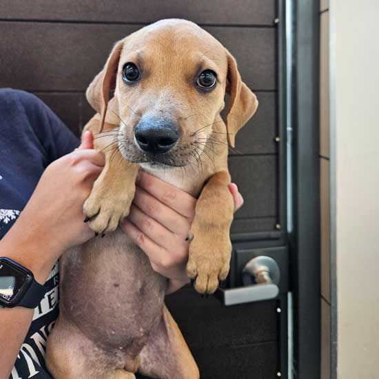 adoptable Dog in Rancho Santa Fe, CA named London