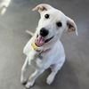 adoptable Dog in Rancho Santa Fe, CA named Snow White