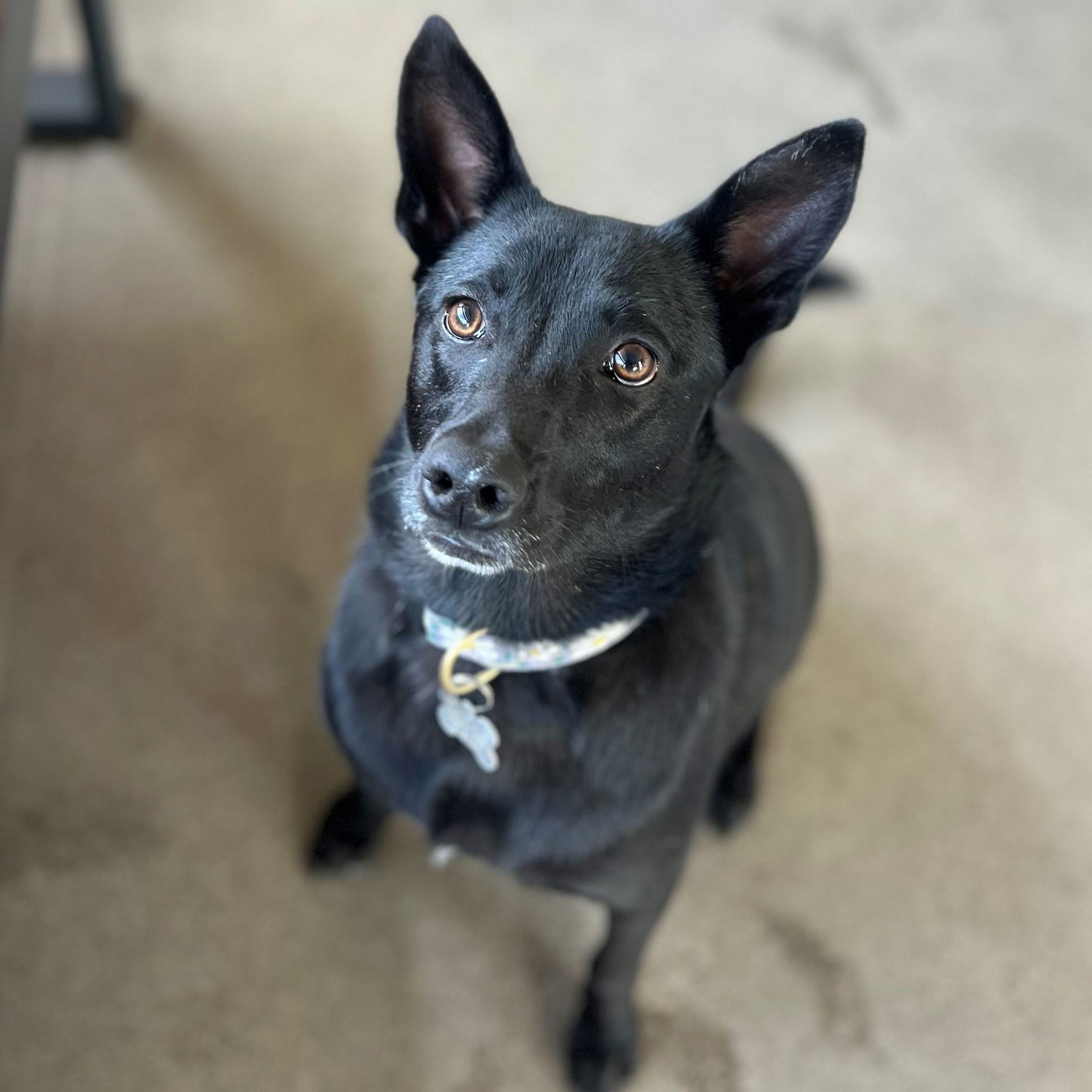 adoptable Dog in Rancho Santa Fe, CA named Eve