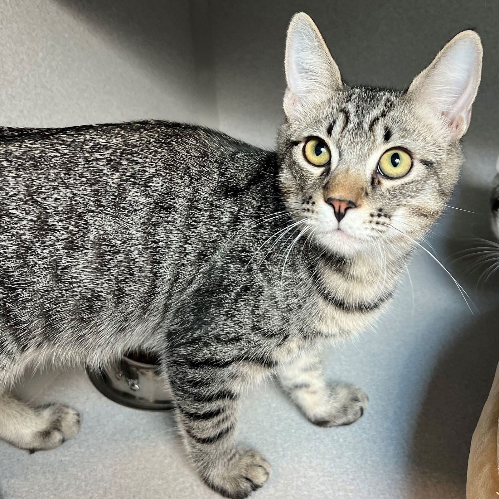 adoptable Cat in Rancho Santa Fe, CA named James