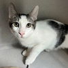 adoptable Cat in Rancho Santa Fe, CA named Hop