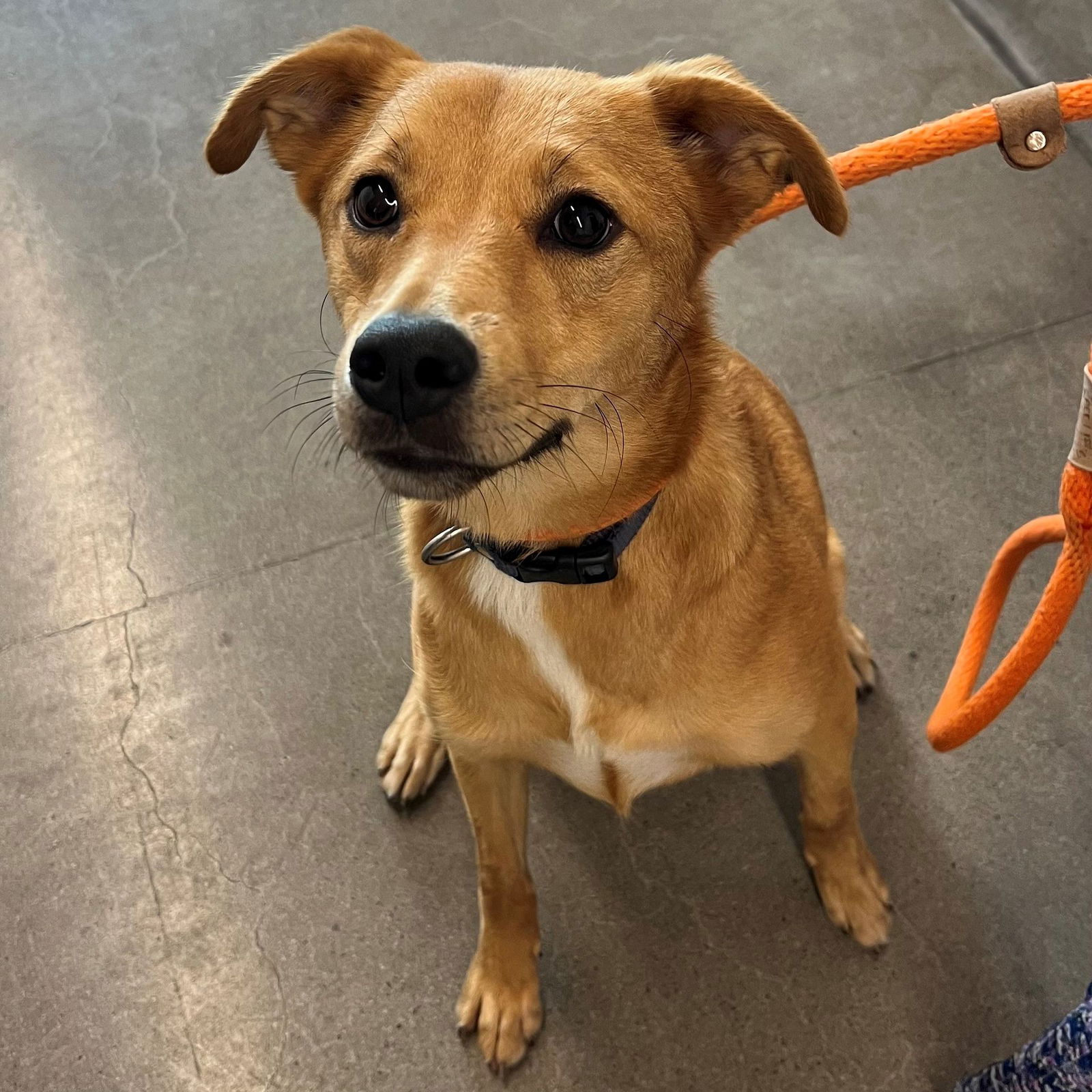 adoptable Dog in Rancho Santa Fe, CA named Almond