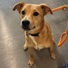 adoptable Dog in Rancho Santa Fe, CA named Almond