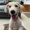 adoptable Dog in Rancho Santa Fe, CA named Aberdeen