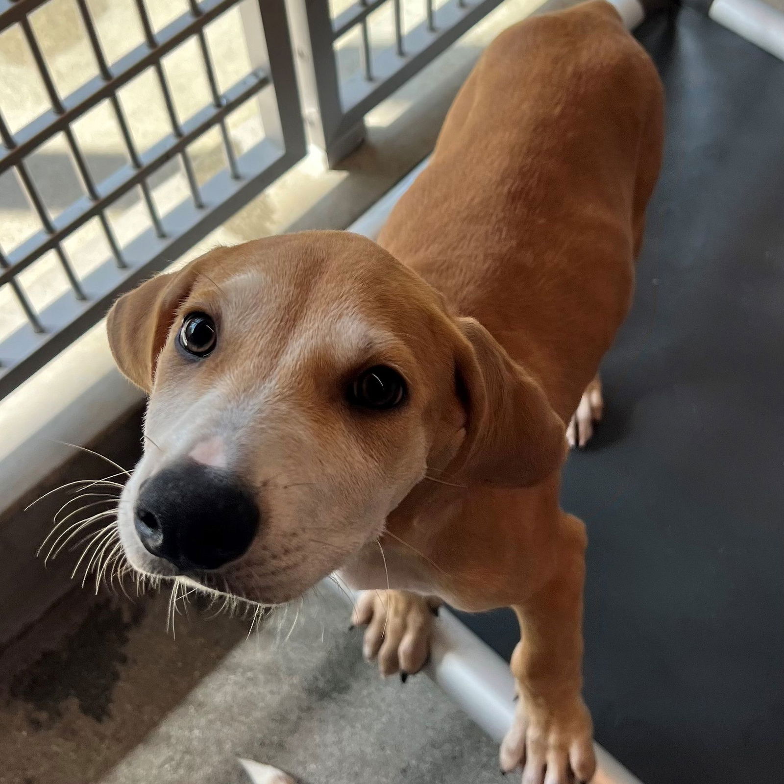 adoptable Dog in Rancho Santa Fe, CA named Edinburgh