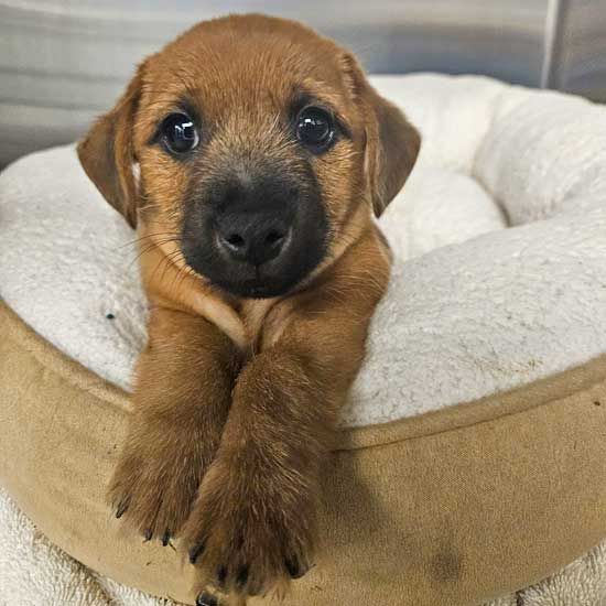 adoptable Dog in Rancho Santa Fe, CA named Fiddle