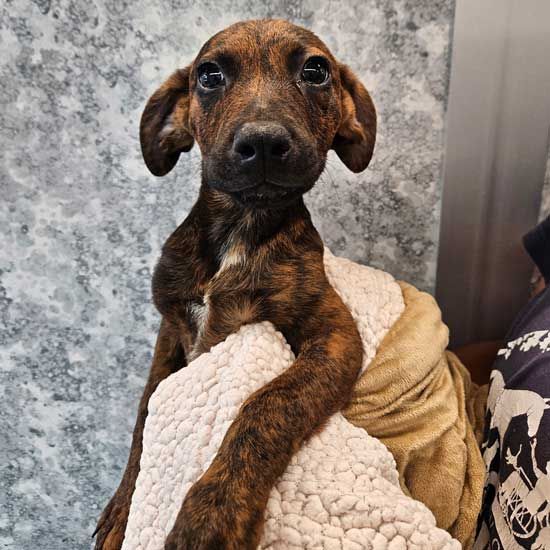 adoptable Dog in Rancho Santa Fe, CA named Goofy