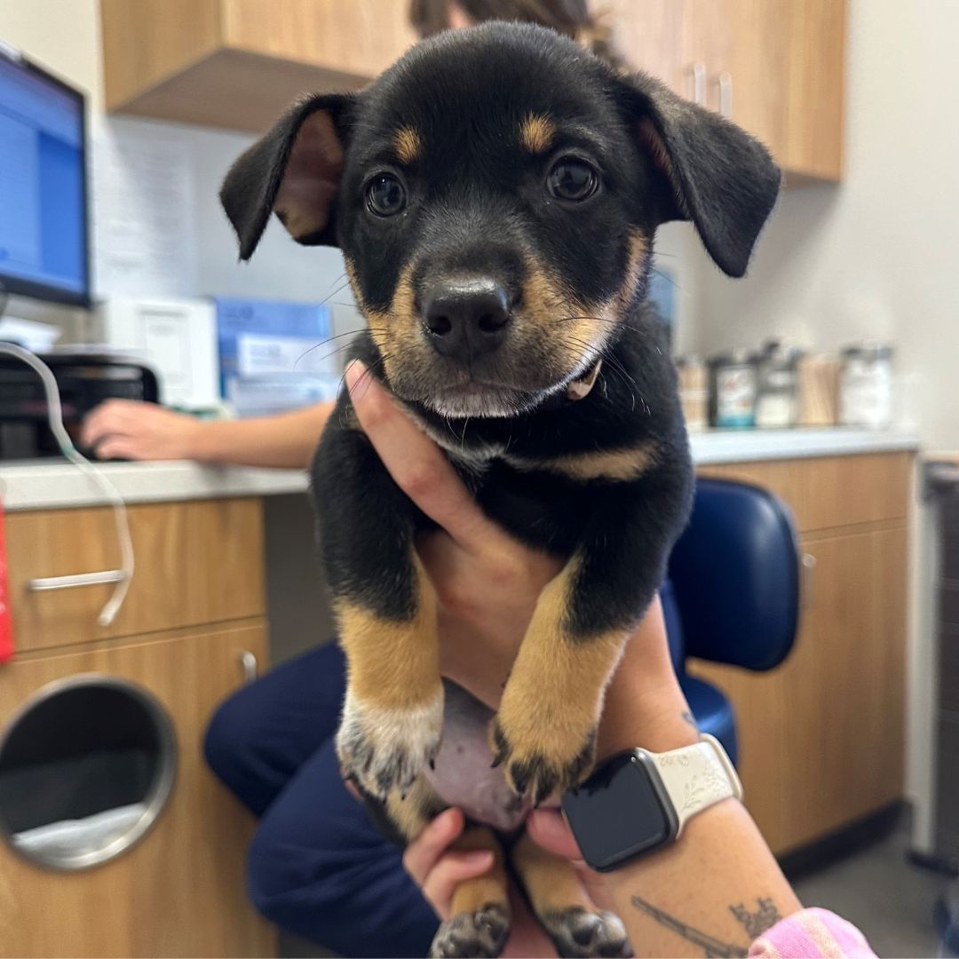 adoptable Dog in Rancho Santa Fe, CA named Bentley