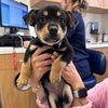 adoptable Dog in Rancho Santa Fe, CA named Beethoven