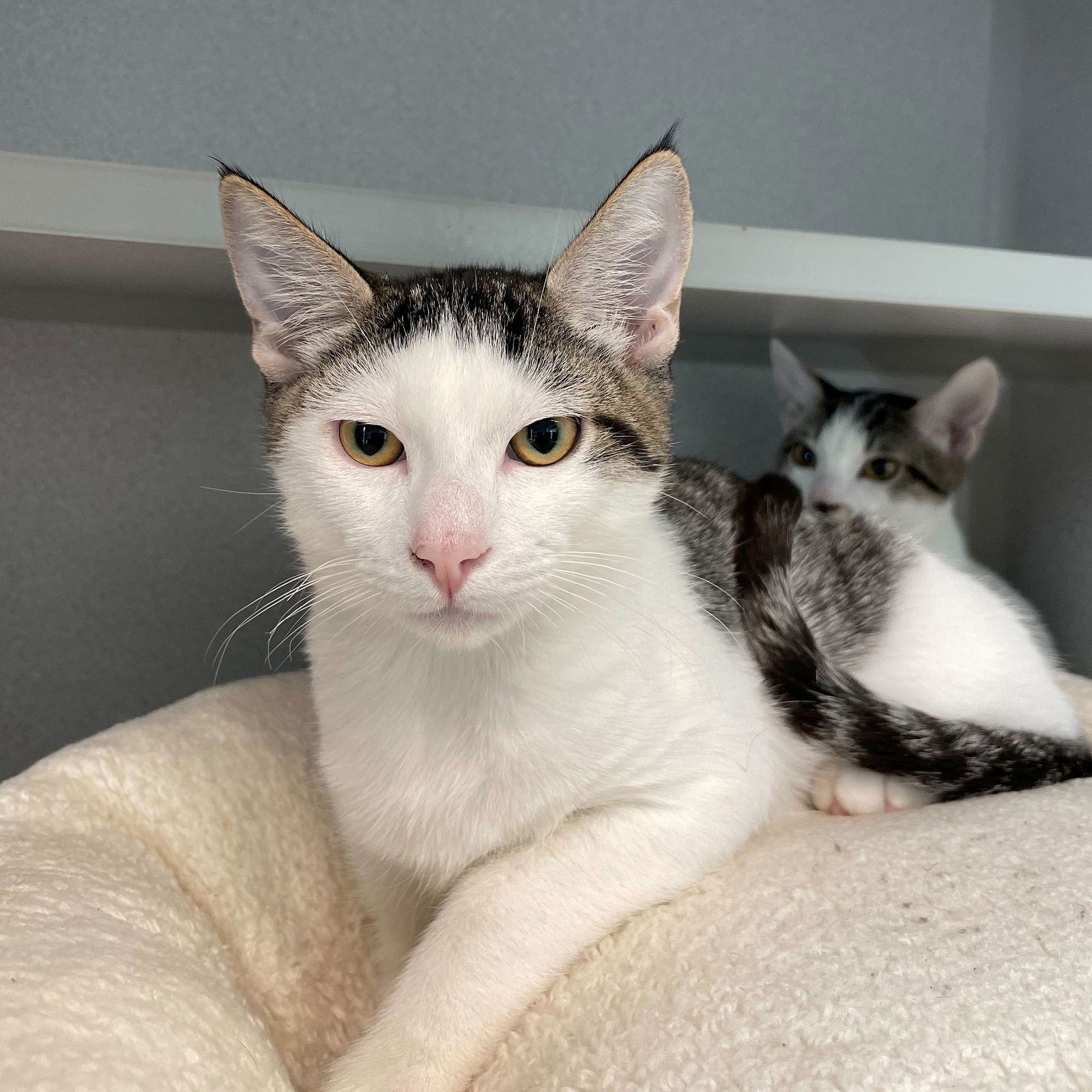 adoptable Cat in Rancho Santa Fe, CA named Baloo