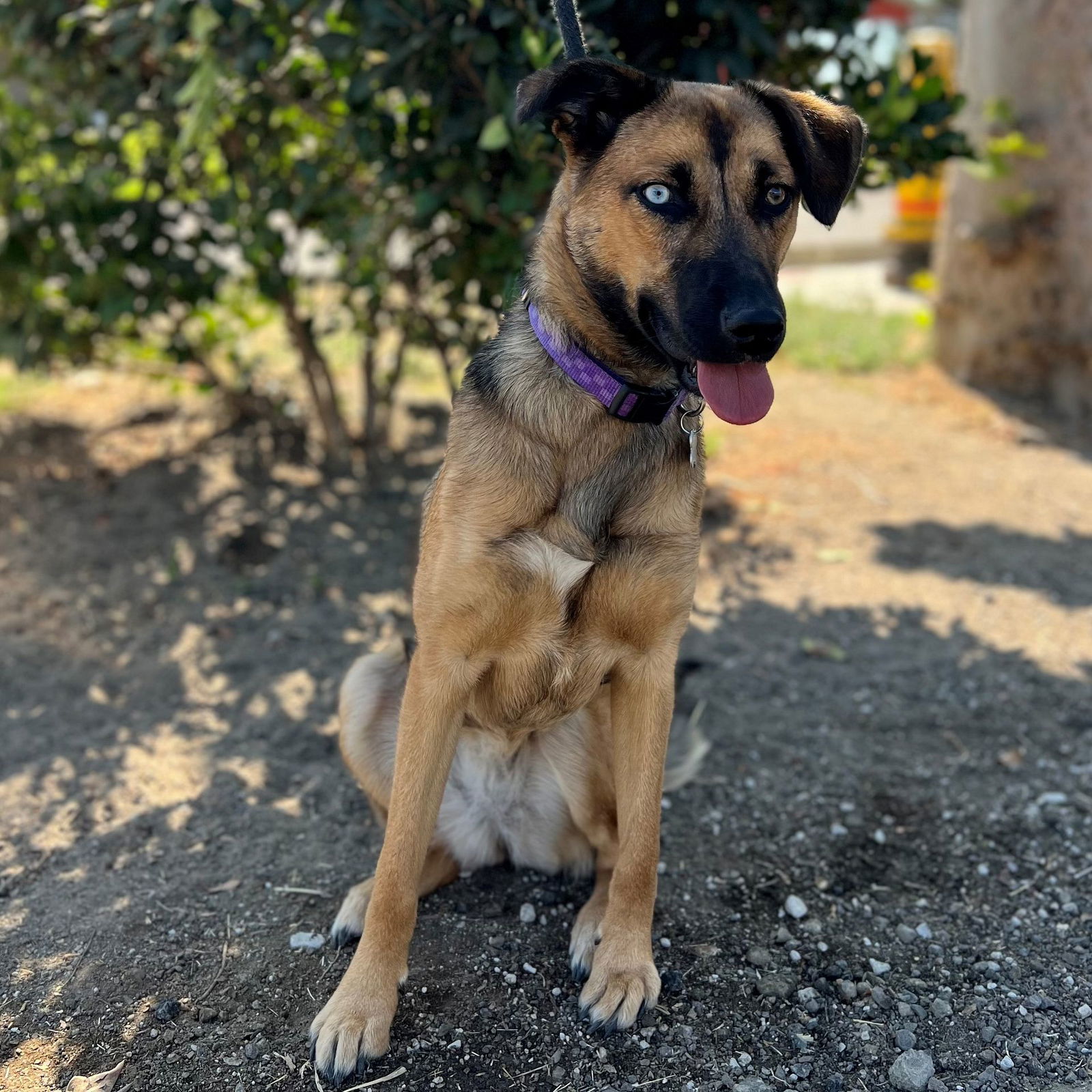 adoptable Dog in Rancho Santa Fe, CA named Hannah