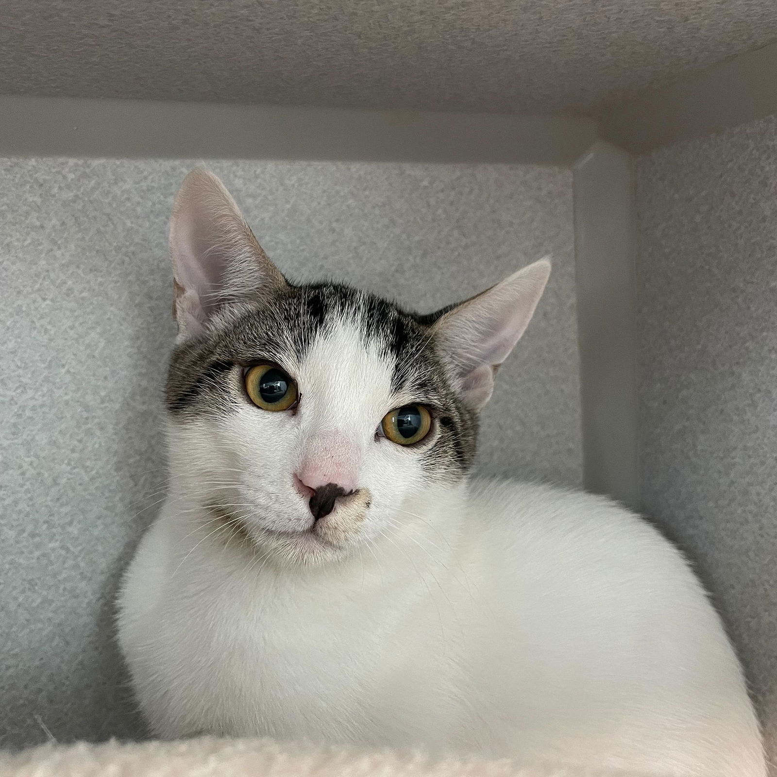 adoptable Cat in Rancho Santa Fe, CA named Louie