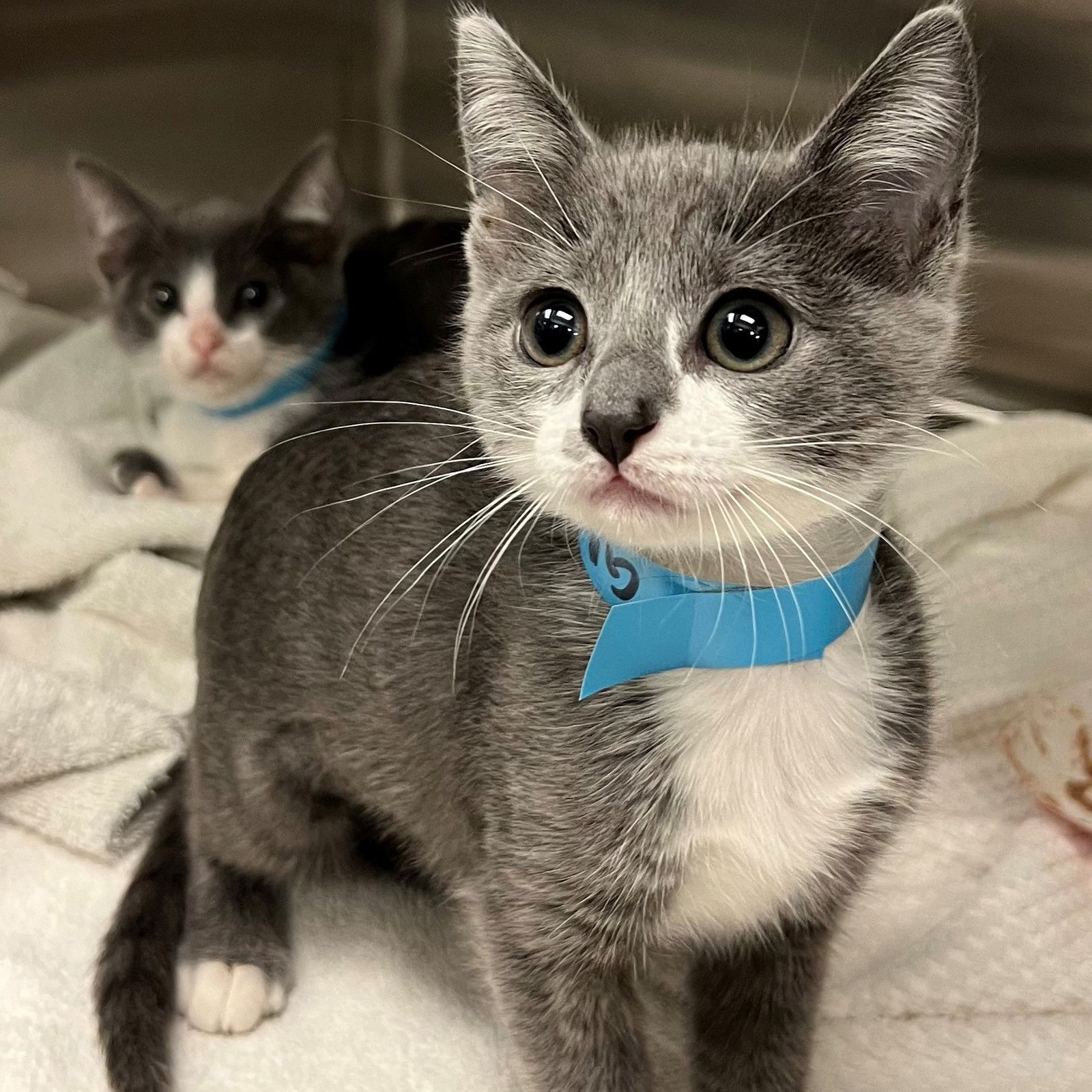 adoptable Cat in Rancho Santa Fe, CA named Paper