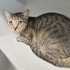 adoptable Cat in Rancho Santa Fe, CA named Pancakes