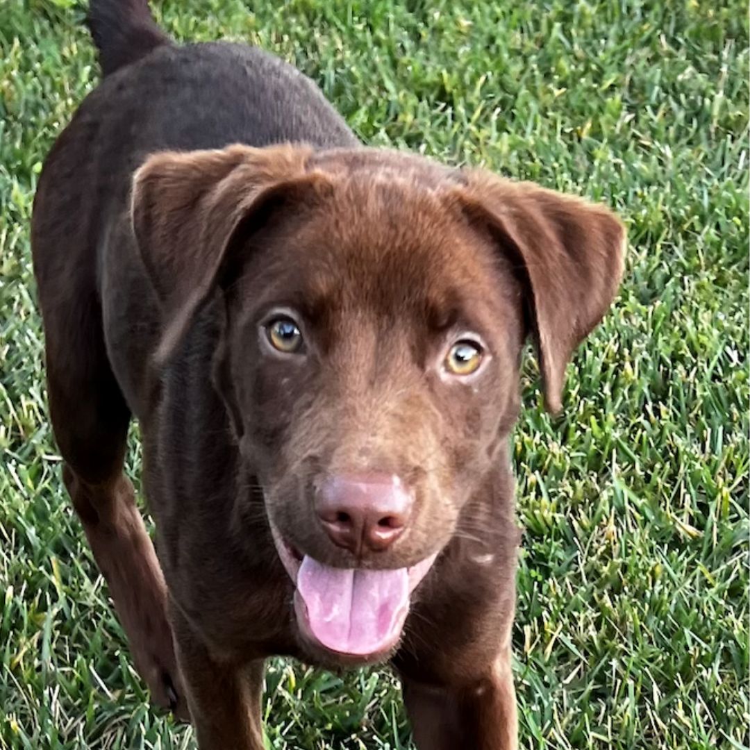 adoptable Dog in Rancho Santa Fe, CA named Elderberry