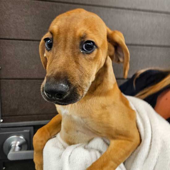 adoptable Dog in Rancho Santa Fe, CA named Maple