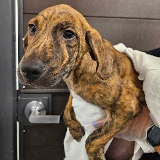 adoptable Dog in Rancho Santa Fe, CA named Harvest