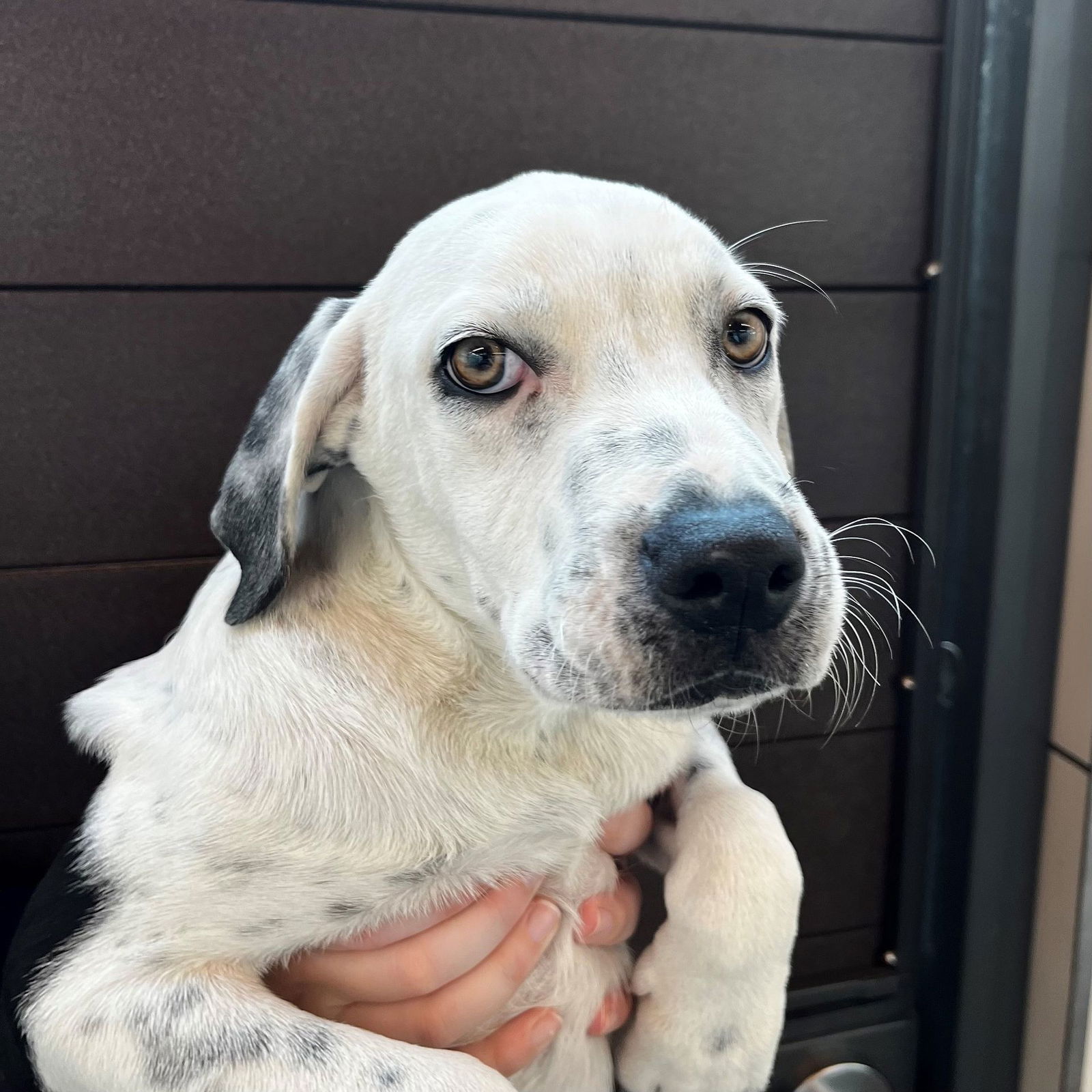 adoptable Dog in Rancho Santa Fe, CA named Merlin