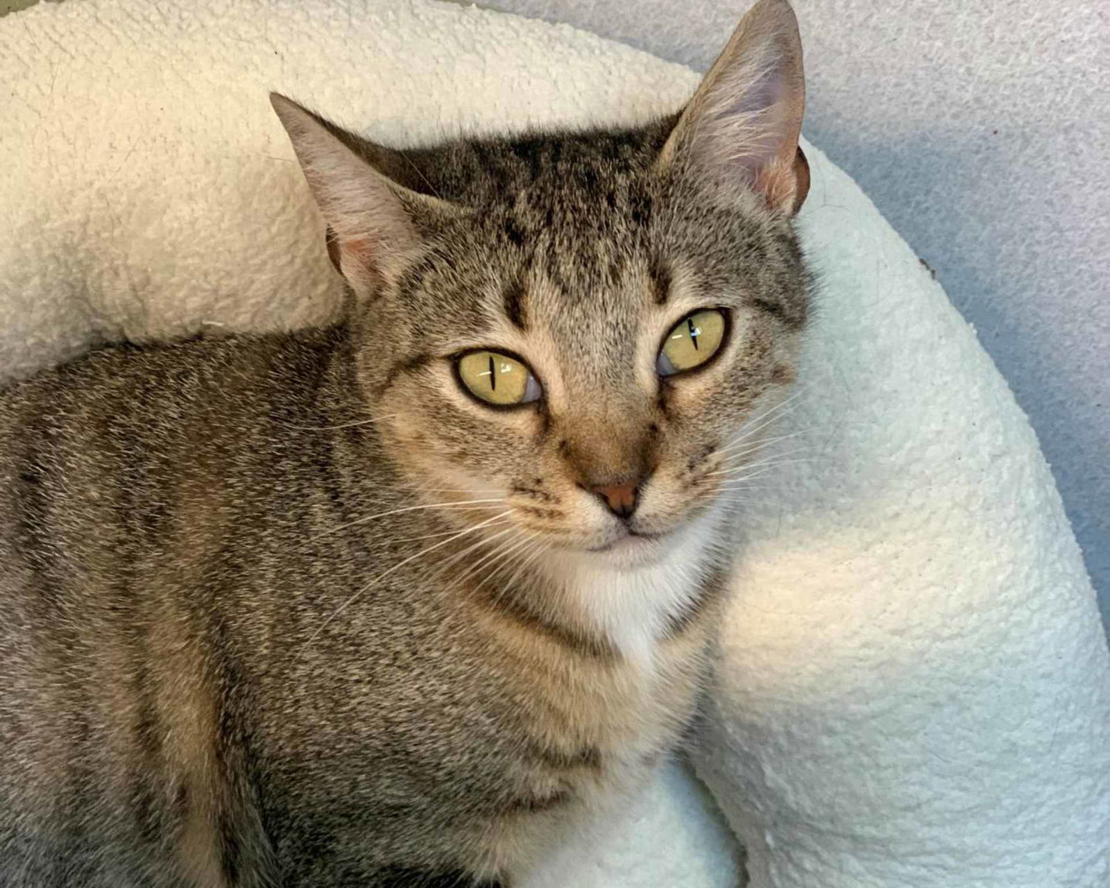 adoptable Cat in Rancho Santa Fe, CA named Pancakes