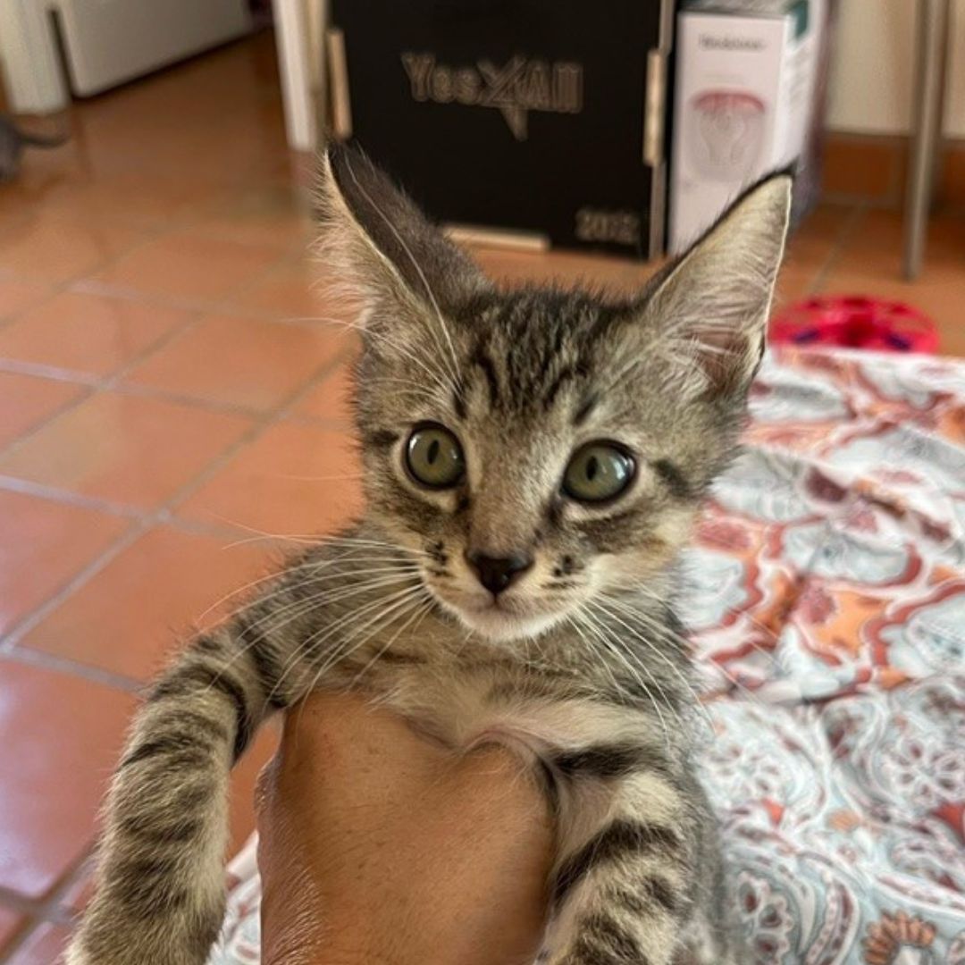 adoptable Cat in Rancho Santa Fe, CA named Bing