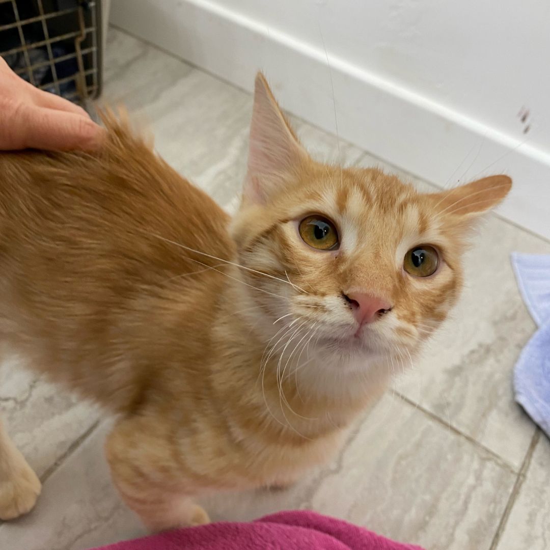 adoptable Cat in Rancho Santa Fe, CA named Corn