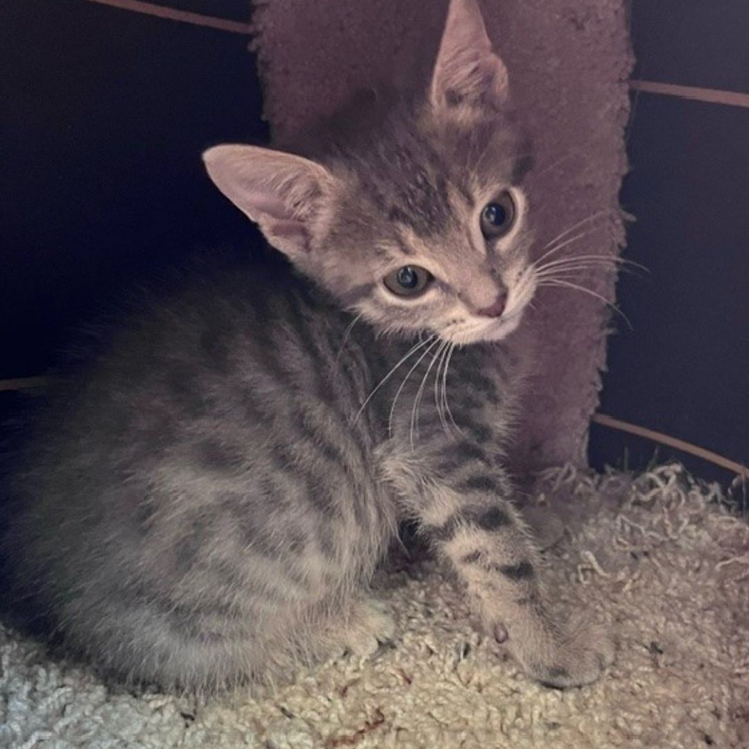 adoptable Cat in Rancho Santa Fe, CA named Google