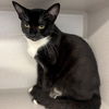 adoptable Cat in Rancho Santa Fe, CA named Popeye