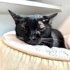 adoptable Cat in Rancho Santa Fe, CA named Gina