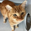 adoptable Cat in Rancho Santa Fe, CA named Sunkist