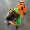 adoptable Dog in Rancho Santa Fe, CA named Harvest