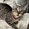 adoptable Cat in Rancho Santa Fe, CA named Bam Bam