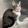 adoptable Cat in Rancho Santa Fe, CA named Pebbles