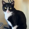adoptable Cat in rancho santa fe, CA named Gumdrop