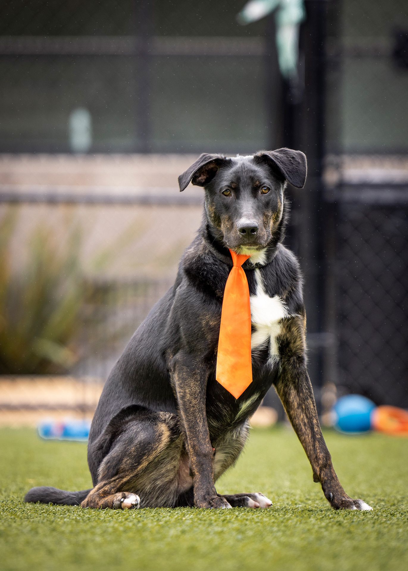 adoptable Dog in Rancho Santa Fe, CA named Papaya
