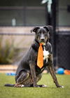 adoptable Dog in  named Papaya